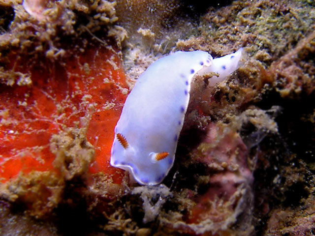 Chromodoris spA